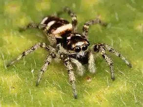 Dreaming with Spiders: what it means?