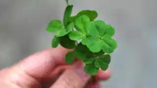 Good Luck Spells for Free