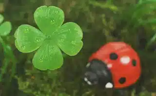 How to have good luck: 5 magical secrets
