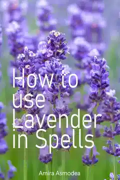 Magical secrets of lavender