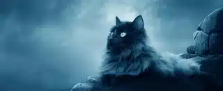 Pouvons-nous communiquer avec nos animaux disparus ?
