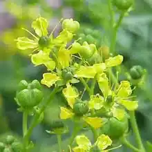 How to Use Rue in Money and Prosperity Spells
